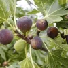 Violette de Bordeaux Fig Tree Starter Plug - Dwarf, Self-Pollinating, Live Plant - Image 1
