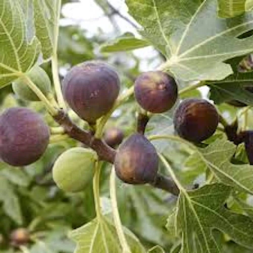 Violette de Bordeaux Fig Tree Starter Plug - Dwarf, Self-Pollinating, Live Plant - Image 1