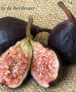 Violette de Bordeaux Fig Tree Starter Plug - Dwarf, Self-Pollinating, Live Plant - Image 4