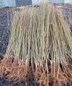 Weeping Willow Tree Green Live Plant – 12-24in Tall Salix babylonica – Quart Pot - Image 2