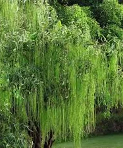 Weeping Willow Tree Green Live Plant – 12-24in Tall Salix babylonica – Quart Pot - Image 3