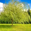 Weeping Willow Tree Green Live Plant – 12-24in Tall Salix babylonica – Quart Pot - Image 1