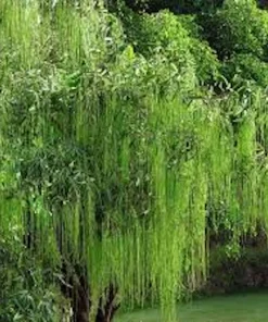 Weeping Willow Tree Live Plant - Salix babylonica 12-24in Tall, Green, Quart Pot, Outdoor Screening Tree - Image 3