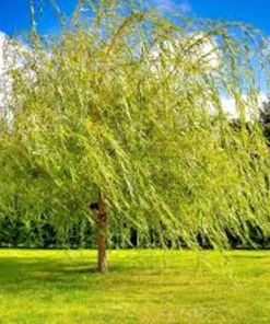 Weeping Willow Tree Live Plant - Salix babylonica 12-24in Tall, Green, Quart Pot, Outdoor Screening Tree - Image 1