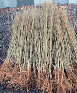 Weeping Willow Tree Live Plant - Salix babylonica 12-24in Tall, Green, Quart Pot, Outdoor Screening Tree - Image 5