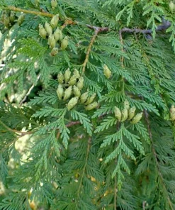 Western Red Cedar Live Plant - Thuja Plicata Bare Root 6-12 inch - Outdoor Tree - Image 2