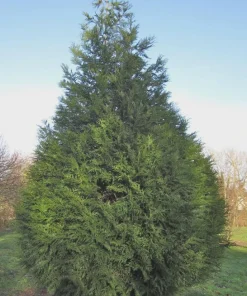Western Red Cedar Live Plant - Thuja Plicata Bare Root 6-12 inch - Outdoor Tree - Image 3