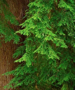 Western Red Cedar Live Plant - Thuja Plicata Bare Root 6-12 inch - Outdoor Tree - Image 4
