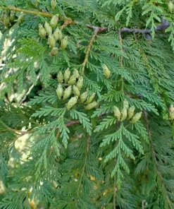 Western Red Cedar Live Plant - Thuja Plicata Bare Root 6-12 inch - Outdoor Tree - Image 6