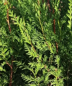 Western Red Cedar Live Plant - Thuja Plicata Bare Root 6-12 inch - Outdoor Tree - Image 7