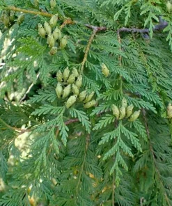 Western Red Cedar Tree Thuja plicata 6-12
