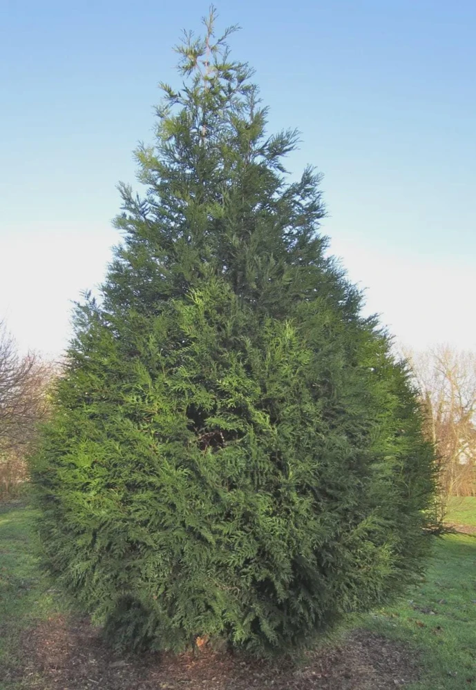 Western Red Cedar Tree Thuja plicata 6-12" Tall Starter Bare Root Plant - Image 3