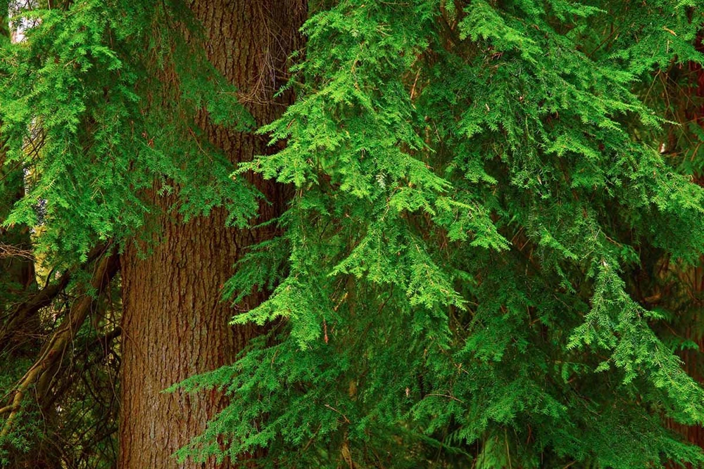 Western Red Cedar Tree Thuja plicata 6-12" Tall Starter Bare Root Plant - Image 4
