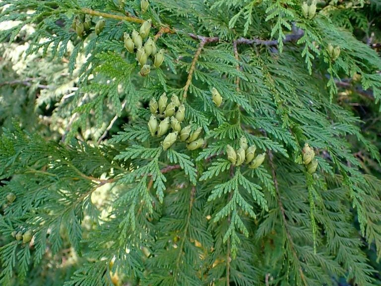 Western Red Cedar Tree Thuja plicata 6-12" Tall Starter Bare Root Plant - Image 6