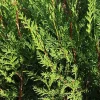 Western Red Cedar Tree Thuja plicata 6-12" Tall Starter Bare Root Plant - Image 1