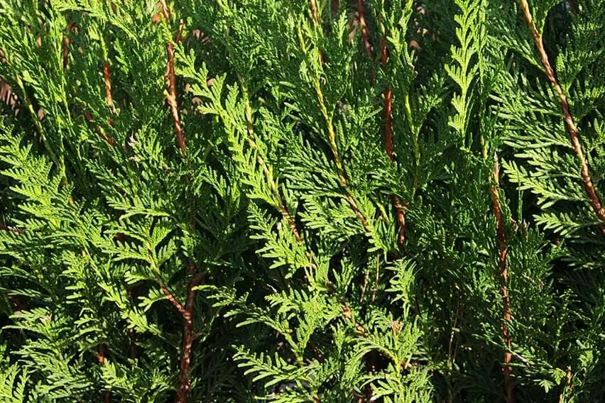 Western Red Cedar Tree Thuja plicata 6-12" Tall Starter Bare Root Plant - Image 1