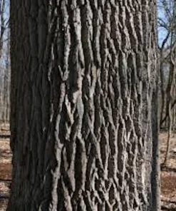 White Ash Tree Live Plant - 12-24