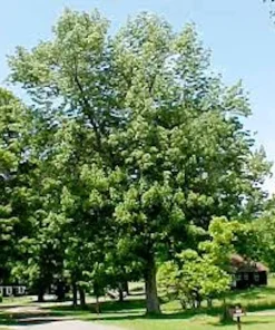 White Ash Tree Live Plant - 12-24