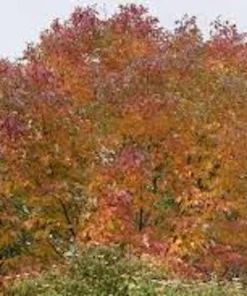 White Ash Tree Live Plant - 12-24