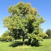 White Ash Tree Live Plant - 12-24" Tall, Quart Pot, Fraxinus americana - Image 1