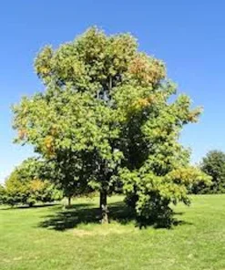 White Ash Tree Live Plant - 12-24