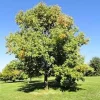 White Ash Tree Live Plant – Fraxinus americana – 12-24 Inches Tall – Quart Pot – Outdoor - Image 1