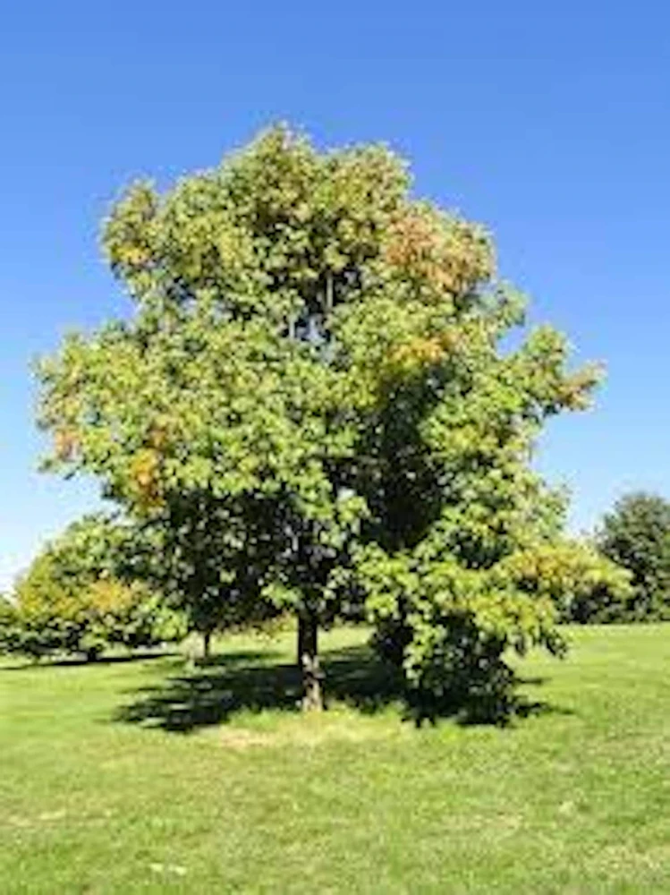 White Ash Tree Live Plant – Fraxinus americana – 12-24 Inches Tall – Quart Pot – Outdoor - Image 1