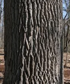White Ash Tree Live Plant – Fraxinus americana – 12-24 Inches Tall – Quart Pot – Outdoor - Image 2