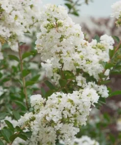 White Crape Myrtle Live Plant 12-18" Bush Starter Plug Quart Pot Outdoor - Image 2