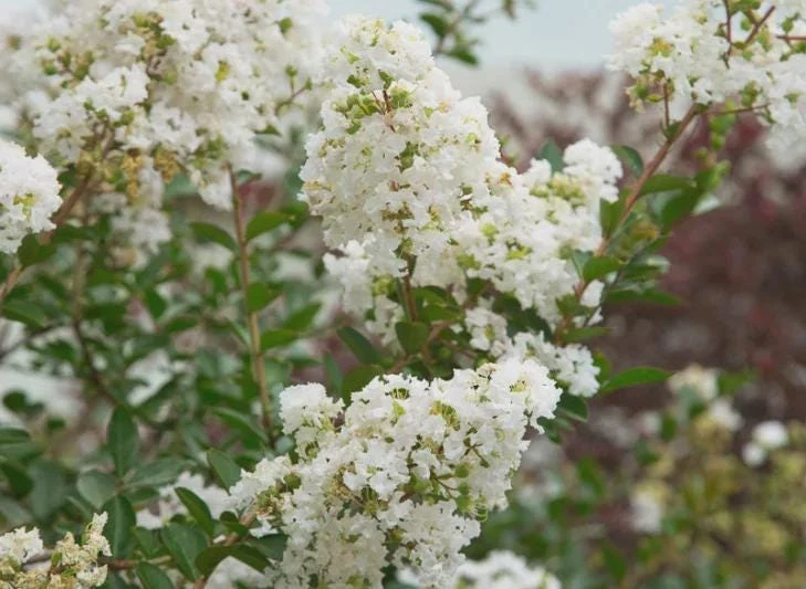 White Crape Myrtle Live Plant 12-18" Bush Starter Plug Quart Pot Outdoor - Image 2