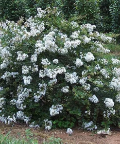 White Crape Myrtle Live Plant 12-18