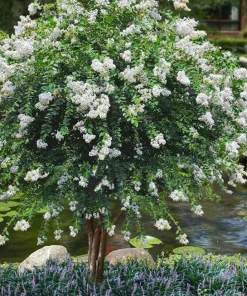 White Crape Myrtle Live Plant 12-18