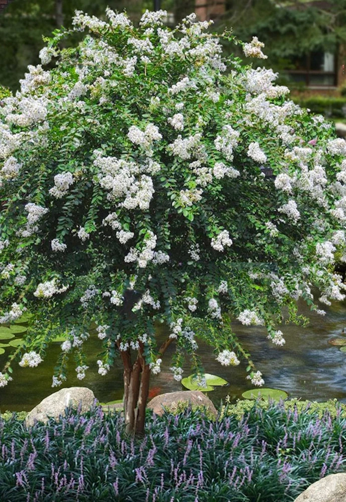White Crape Myrtle Live Plant 12-18" Bush Starter Plug Quart Pot Outdoor - Image 5