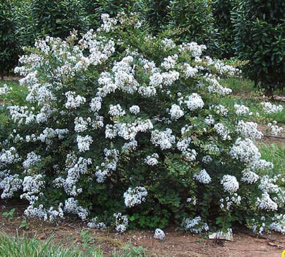 White Crape Myrtle Live Plant 12-18" Bush Starter Plug Quart Pot Outdoor - Image 6