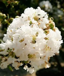 White Crape Myrtle Live Plant 12-18