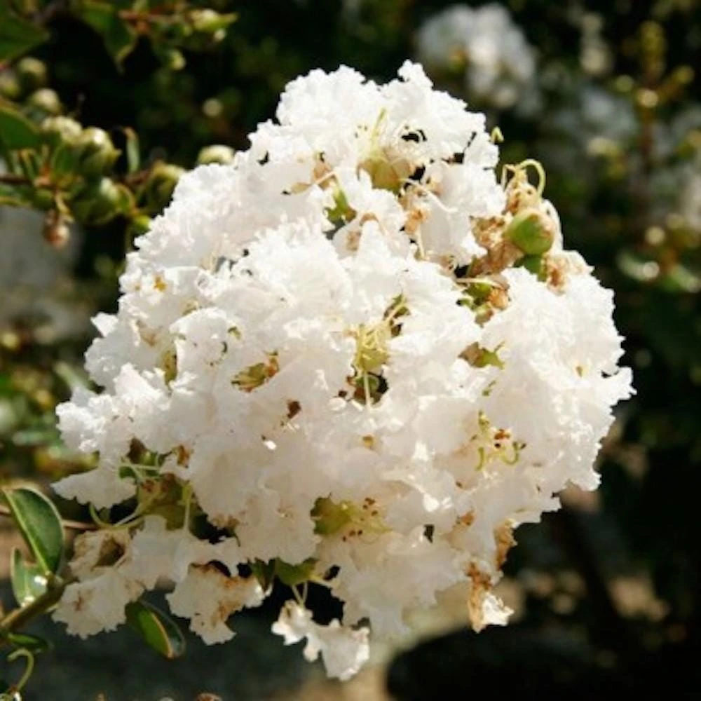 White Crape Myrtle Live Plant 12-18" Bush Starter Plug Quart Pot Outdoor - Image 7
