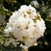 White Crape Myrtle Live Plant 12-18" Bush Starter Plug Quart Pot Outdoor - Image 1