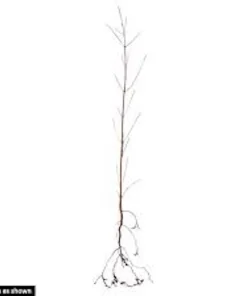 White Dogwood Tree (Cornus florida) Live Plant – 6-12in Tall – Bare Root/Potted – Outdoor - Image 2