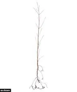 White Dogwood Tree (Cornus florida) Live Plant – 6-12in Tall – Bare Root/Potted – Outdoor - Image 6