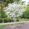 White Dogwood Tree (Cornus florida) Live Plant – 6-12in Tall – Bare Root/Potted – Outdoor - Image 1