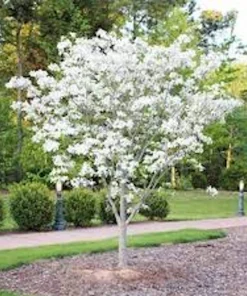 White Dogwood Tree (Cornus florida) Live Plant – 6-12in Tall – Bare Root/Potted – Outdoor - Image 1