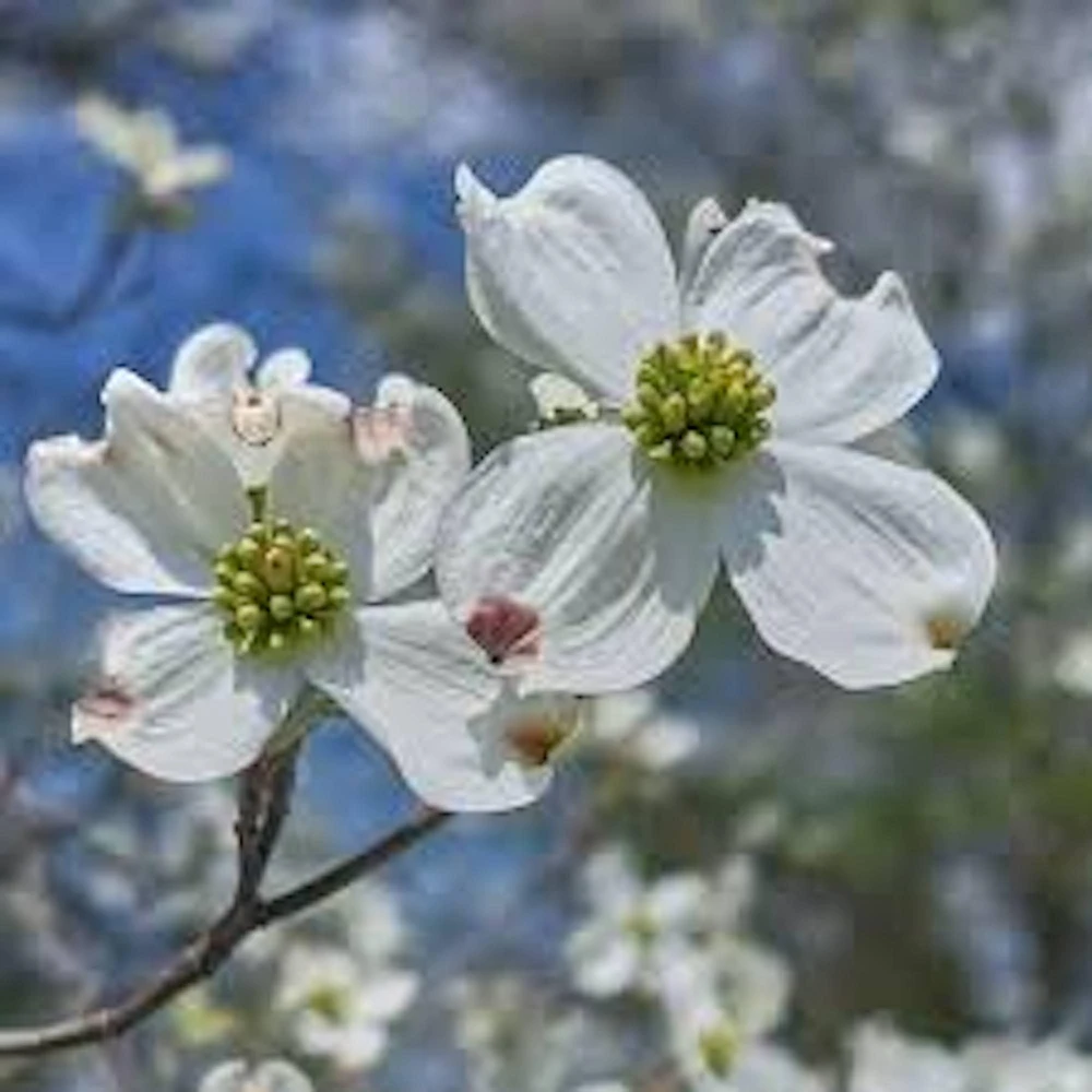 White Dogwood Tree Live Plant - Cornus florida - 12-24in Tall - Quart Pot - Image 3