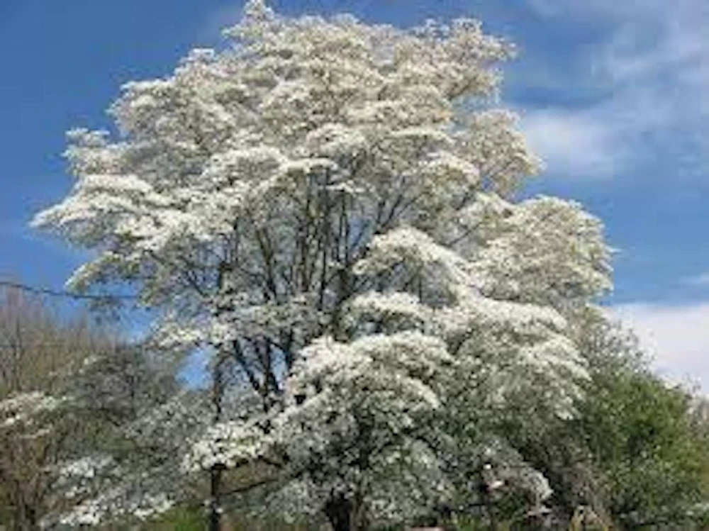 White Dogwood Tree Live Plant - Cornus florida - 12-24in Tall - Quart Pot - Image 4