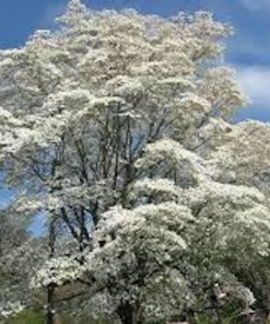 White Dogwood Tree Live Plant - Cornus florida - 12-24