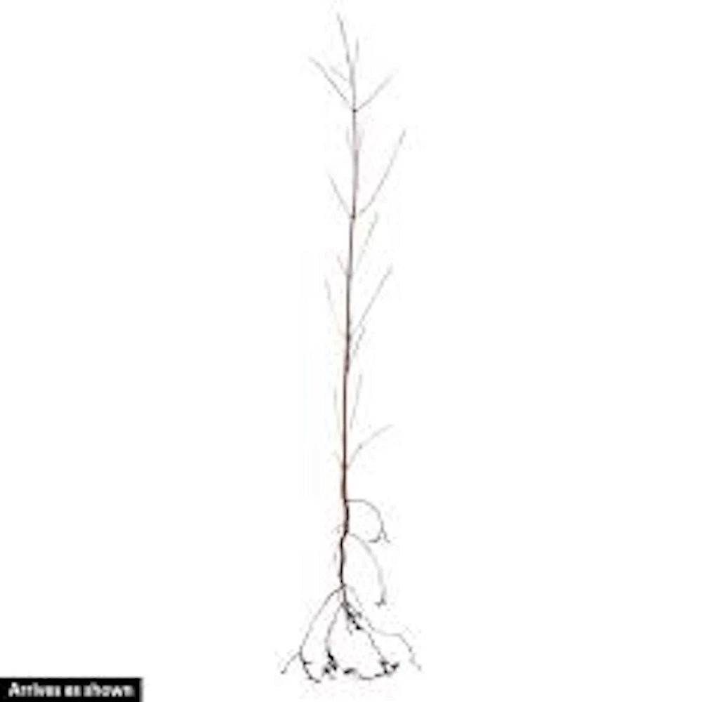 White Dogwood Tree Live Plant - Cornus florida - 12-24in Tall - Quart Pot - Image 6