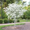 White Dogwood Tree Live Plant - Cornus florida - 12-24" Tall - Quart Pot - Image 1