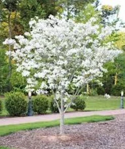 White Dogwood Tree Live Plant - Cornus florida - 12-24