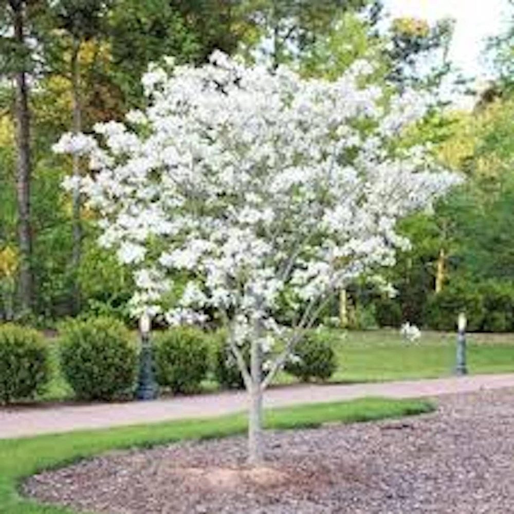 White Dogwood Tree Live Plant - Cornus florida - 12-24" Tall - Quart Pot - Image 1