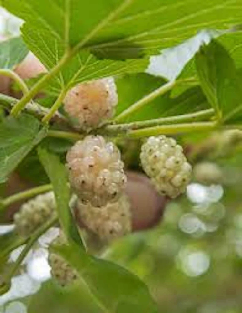 White Mulberry Tree Live Plant - Morus alba - 12-24in Tall - Quart Pot - Image 3