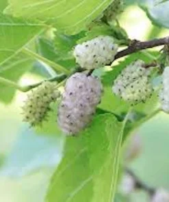 White Mulberry Tree Live Plant - Morus alba - 12-24in Tall - Quart Pot - Image 1